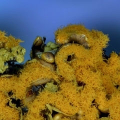 Hemitrichia serpula at Kianga, NSW - 30 May 2019