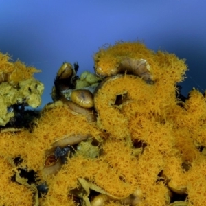 Hemitrichia serpula at Kianga, NSW - 30 May 2019