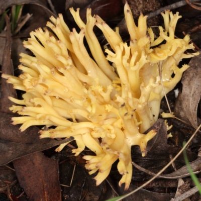 Ramaria sp. (A Coral fungus) at Tidbinbilla Nature Reserve - 30 May 2019 by Marthijn