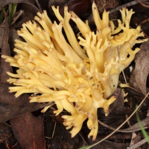 Ramaria sp. at Paddys River, ACT - 30 May 2019