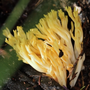 Ramaria sp. at Paddys River, ACT - 30 May 2019