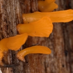 Calocera sp. (A stagshorn fungus) at Tidbinbilla Nature Reserve - 30 May 2019 by Marthijn