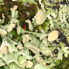 Thysanothecium scutellatum (A lichen) at Paddys River, ACT - 30 May 2019 by Marthijn