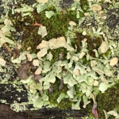 Thysanothecium scutellatum at Paddys River, ACT - 30 May 2019