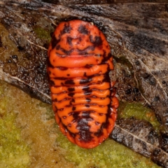 Monophlebulus sp. (genus) (Giant Snowball Mealybug) at Paddys River, ACT - 30 May 2019 by Marthijn