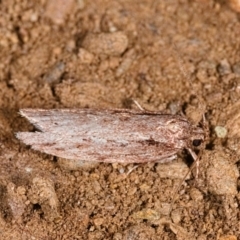 Unverified Concealer moth (Oecophoridae) at Yadboro State Forest - 24 May 2019 by kdm