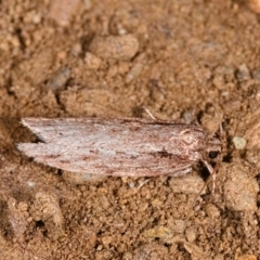 Unidentified Concealer moth (Oecophoridae) at Yadboro State Forest - 24 May 2019 by kdm