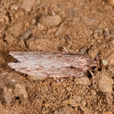 Unverified Concealer moth (Oecophoridae) at Yadboro State Forest - 24 May 2019 by kdm