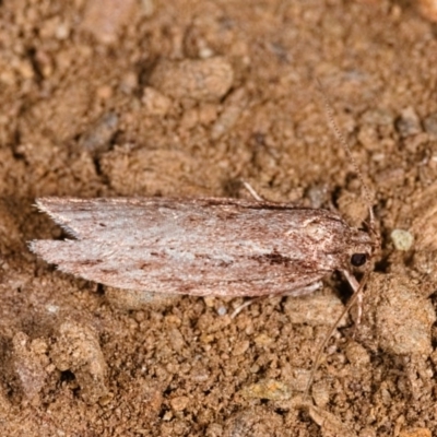 Unidentified Concealer moth (Oecophoridae) at Yadboro State Forest - 23 May 2019 by kdm