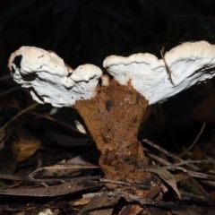 Sanguinoderma rude (Red-staining Stalked Polypore) at Acton, ACT - 20 May 2019 by kdm