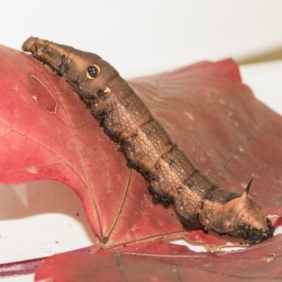 Hippotion celerio (Vine Hawk Moth) at Higgins, ACT - 26 May 2019 by AlisonMilton