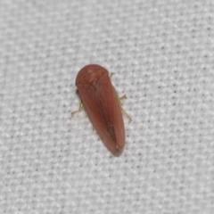 Cicadellidae (family) (Unidentified leafhopper) at Hackett, ACT - 8 Apr 2019 by AlisonMilton