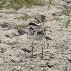 Charadrius melanops (Black-fronted Dotterel) at Michelago, NSW - 31 Dec 2018 by Illilanga