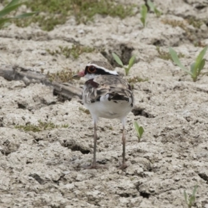 Charadrius melanops at Michelago, NSW - 31 Dec 2018