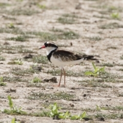 Charadrius melanops at Michelago, NSW - 31 Dec 2018 09:10 AM