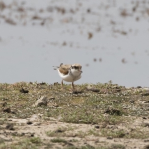 Charadrius melanops at Michelago, NSW - 31 Dec 2018 09:10 AM