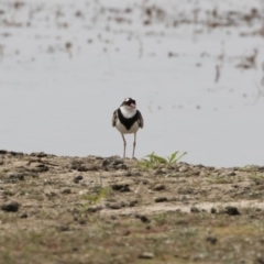 Charadrius melanops at Michelago, NSW - 31 Dec 2018 09:10 AM