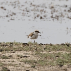 Charadrius melanops at Michelago, NSW - 31 Dec 2018