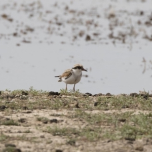 Charadrius melanops at Michelago, NSW - 31 Dec 2018 09:10 AM