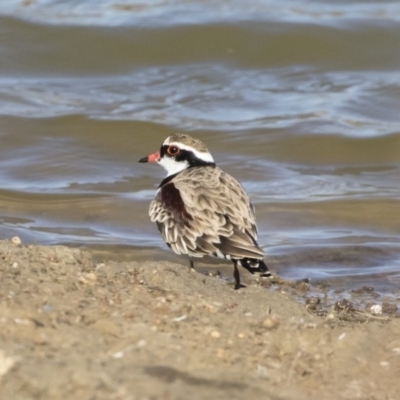 Charadrius melanops (Black-fronted Dotterel) at Illilanga & Baroona - 11 May 2019 by Illilanga