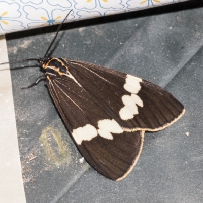 Nyctemera amicus (Senecio Moth, Magpie Moth, Cineraria Moth) at Higgins, ACT - 27 Apr 2019 by AlisonMilton
