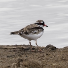 Charadrius melanops (Black-fronted Dotterel) at Michelago, NSW - 23 Mar 2019 by Illilanga