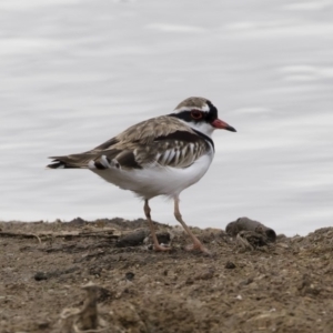 Charadrius melanops at Michelago, NSW - 24 Mar 2019 10:35 AM