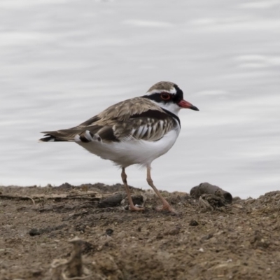 Charadrius melanops (Black-fronted Dotterel) at Illilanga & Baroona - 23 Mar 2019 by Illilanga