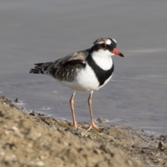 Charadrius melanops (Black-fronted Dotterel) at Illilanga & Baroona - 14 Apr 2019 by Illilanga