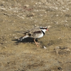 Charadrius melanops at Michelago, NSW - 14 Apr 2019