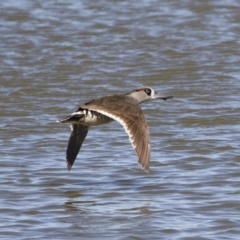 Malacorhynchus membranaceus (Pink-eared Duck) at Illilanga & Baroona - 11 May 2019 by Illilanga