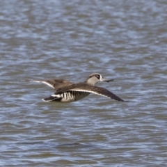 Malacorhynchus membranaceus at Michelago, NSW - 11 May 2019