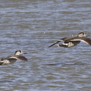 Malacorhynchus membranaceus at Michelago, NSW - 11 May 2019