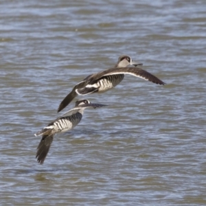 Malacorhynchus membranaceus at Michelago, NSW - 11 May 2019