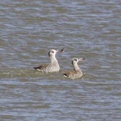 Malacorhynchus membranaceus at Michelago, NSW - 11 May 2019