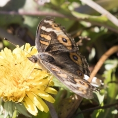 Junonia villida (Meadow Argus) at Illilanga & Baroona - 12 May 2019 by Illilanga