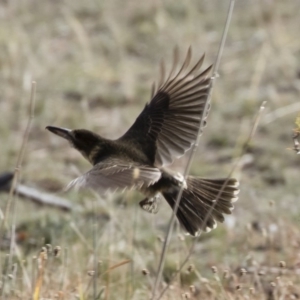 Cracticus torquatus at Michelago, NSW - 12 May 2019