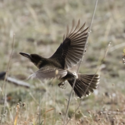 Cracticus torquatus (Grey Butcherbird) at Illilanga & Baroona - 12 May 2019 by Illilanga