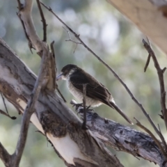 Cracticus torquatus at Michelago, NSW - 12 May 2019 10:03 AM