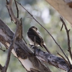 Cracticus torquatus at Michelago, NSW - 12 May 2019 10:03 AM