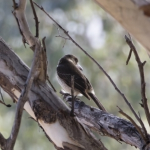 Cracticus torquatus at Michelago, NSW - 12 May 2019