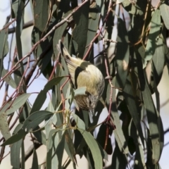 Acanthiza lineata (Striated Thornbill) at Michelago, NSW - 12 May 2019 by Illilanga