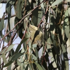 Acanthiza lineata at Michelago, NSW - 12 May 2019