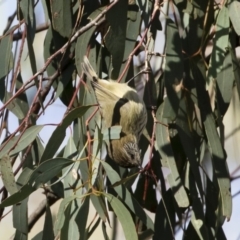 Acanthiza lineata at Michelago, NSW - 12 May 2019