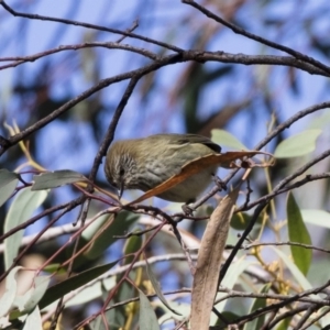 Acanthiza lineata at Michelago, NSW - 12 May 2019