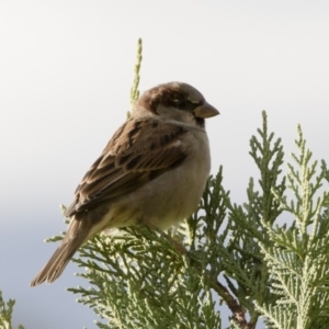 Passer domesticus at Michelago, NSW - 4 May 2019