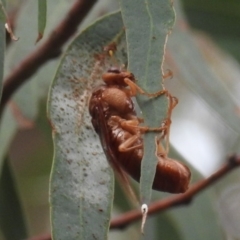 Pergidae sp. (family) (Unidentified Sawfly) at ANBG - 24 May 2019 by HelenCross