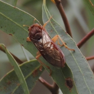 Pergidae sp. (family) at Acton, ACT - 24 May 2019 02:54 PM