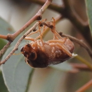 Pergidae sp. (family) at Acton, ACT - 24 May 2019 02:54 PM