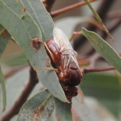 Pergidae sp. (family) at Acton, ACT - 24 May 2019 02:54 PM